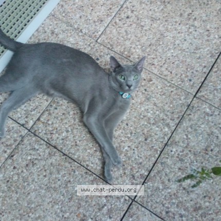 Photo de chat perdu à Eaubonne