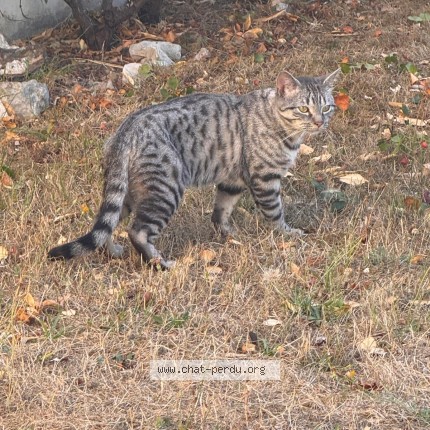 Photo 1/1 Chat trouvé Trouvé à Epinay Sous Senart