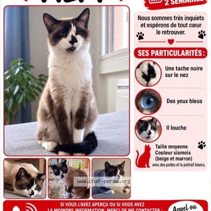 Photo de chat perdu à Francheville