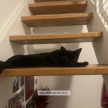 Photo 1/1 Chat trouvé Trouvé à Paris