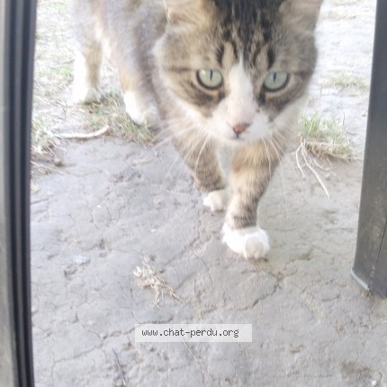 Photo de chat perdu à Monceau