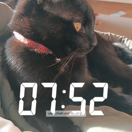 Photo 1/1 birus Chat perdu à Vouziers