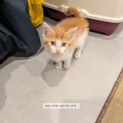 Photo de chat trouvé à Conde Sur Sarthe