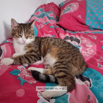 Photo de chat perdu à Blainville Sur Orne