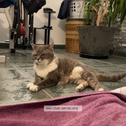 Photo 1/1 Chat trouvé Trouvé à Challes Les Eaux