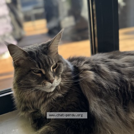 Photo de chat perdu à Husseren Les Chateaux