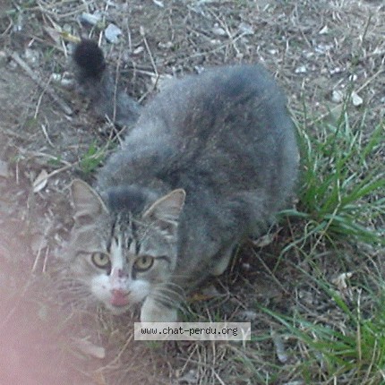 Photo de chat trouvé à Graulhet
