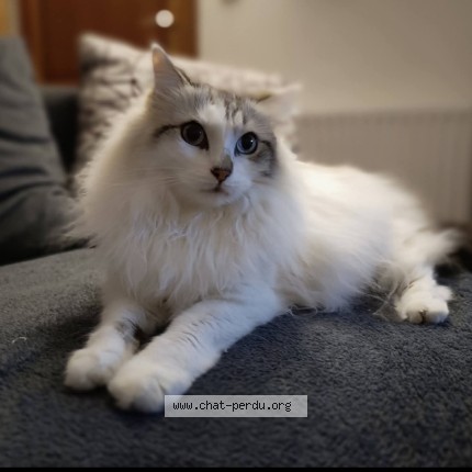 Photo 1/1 Chat retrouvé Perdu à Corneville Sur Risle