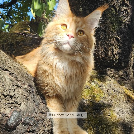 Photo de chat perdu à Macon