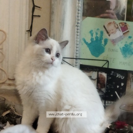 Photo 1/1 Chat retrouvé Perdu à Izernore