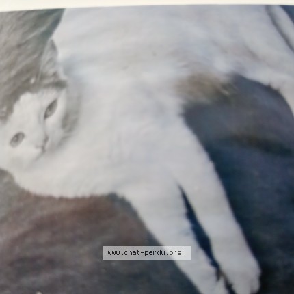 Photo 1/1 marceline Chat perdu à Pontorson