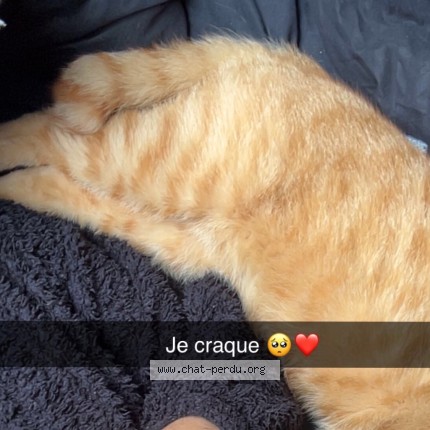 Photo 2/2 Tintin Chat perdu à Denain