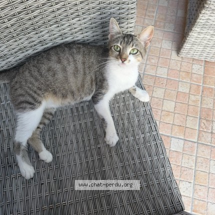 Photo 1/1 crieur Chat perdu à L Isle D Abeau