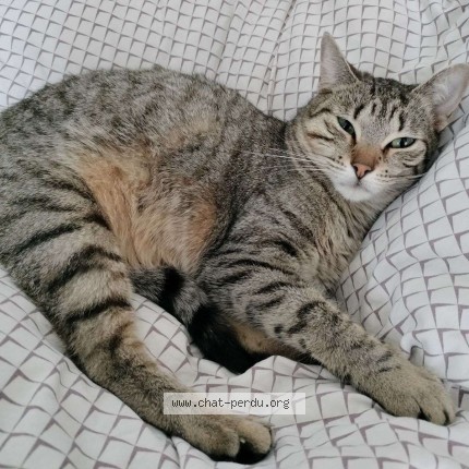 Photo 1/1 Pétale Chat perdu à Saint Caradec