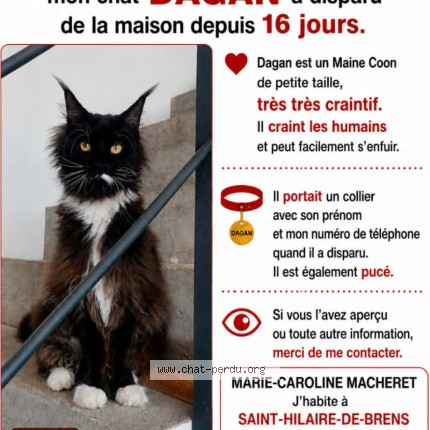 Photo 1/1 Dagan Chat perdu à Saint Hilaire De Brens
