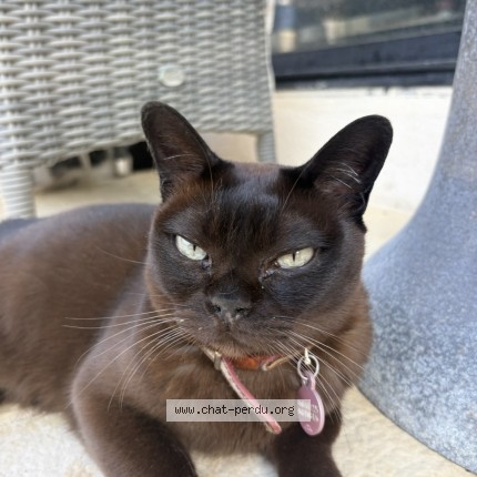 Photo 1/1 Chat retrouvé Perdu à Mougins