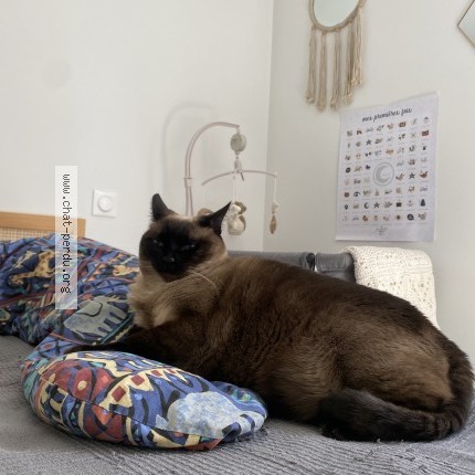 Photo de chat perdu à Toulouse