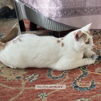 Photo de chat perdu à Bievres