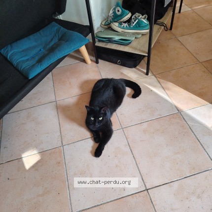 Photo de chat perdu à Pechabou
