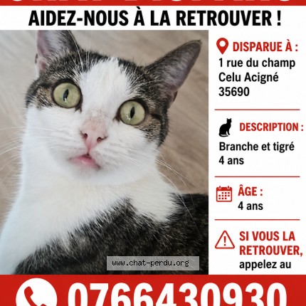 Photo de chat perdu à Acigne