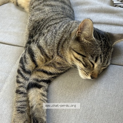 Photo de chat trouvé à Pau