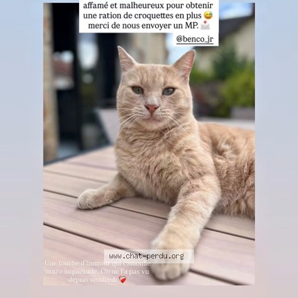 Photo 1/1 Salamèche Chat perdu à Simard