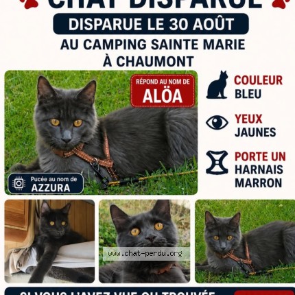 Photo de chat perdu à Chaumont