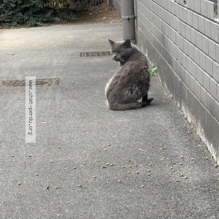 Photo de chat trouvé à Tourcoing