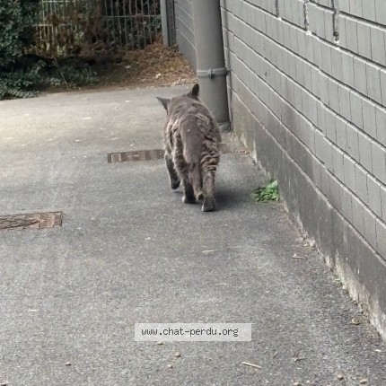 Photo 2/3 Chat trouvé Trouvé à Tourcoing