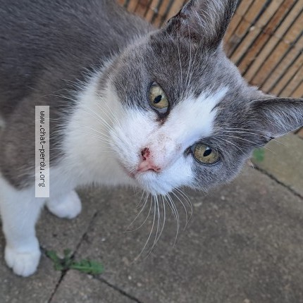 Photo de chat perdu à Saint Nazaire