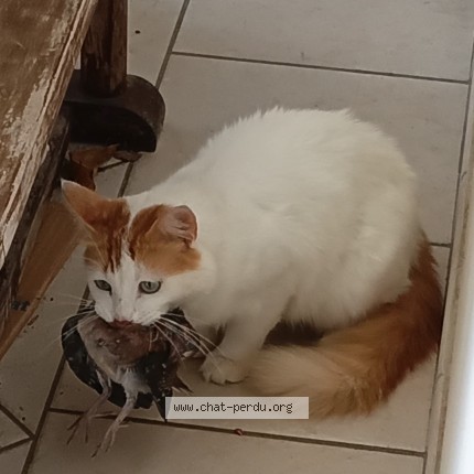 Photo 1/1 Poutch Chat perdu à Le Lamentin