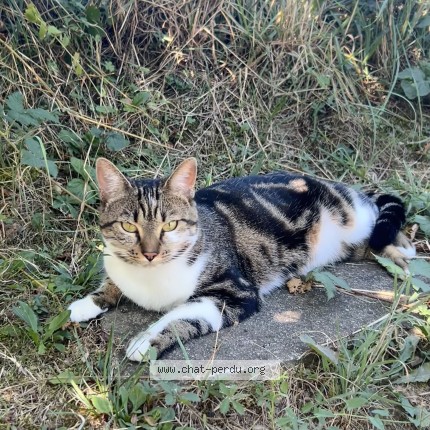 Photo 1/1 Crevette Chat perdu à Savigny