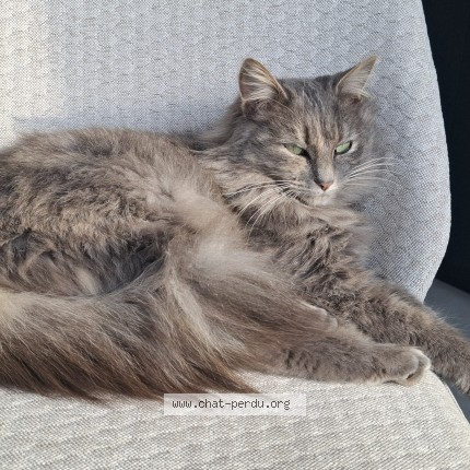 Photo 1/1 Uby Chat perdu à Les Sables D Olonne