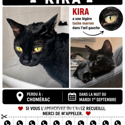 Photo 1/1 Kira Chat perdu à Chomerac