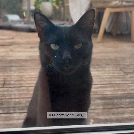 Photo 1/1 Chat trouvé Trouvé à Ormesson Sur Marne