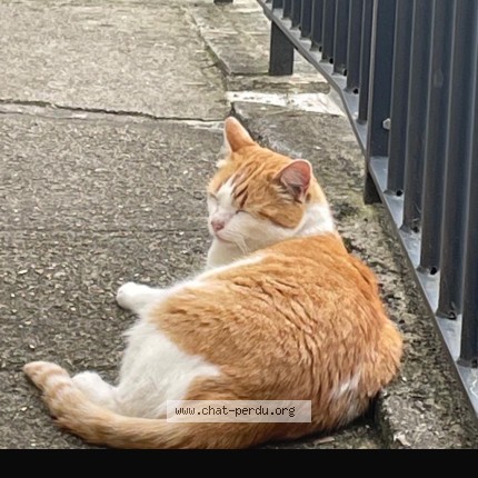 Photo 1/1 Chat trouvé Trouvé à Le Havre