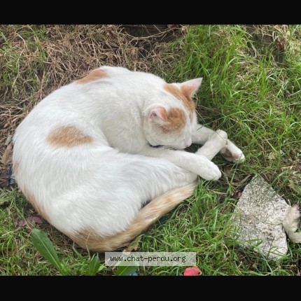 Photo 1/1 Chat trouvé Trouvé à Le Havre