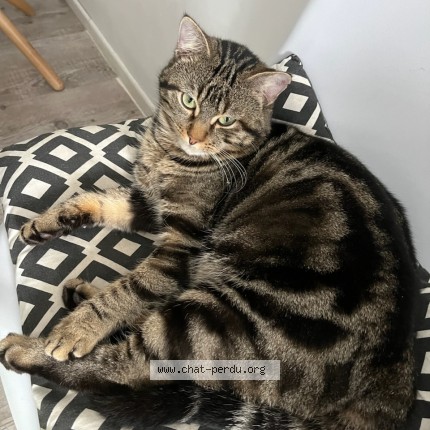 Photo de chat perdu à La Celle Les Bordes