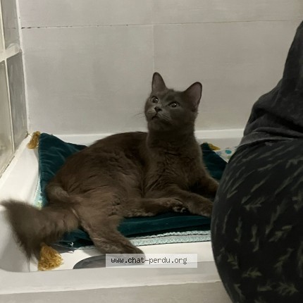 Photo 1/1 Chat trouvé Trouvé à Paris
