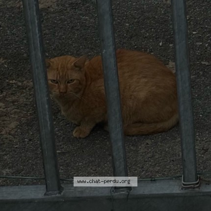 Photo de chat trouvé à Tourcoing