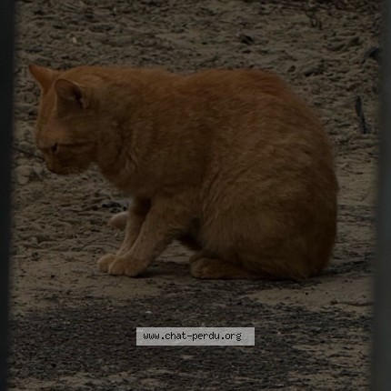 Photo 2/4 Chat trouvé Trouvé à Tourcoing