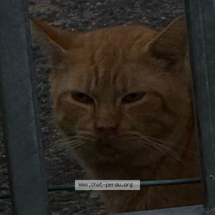 Photo 3/4 Chat trouvé Trouvé à Tourcoing