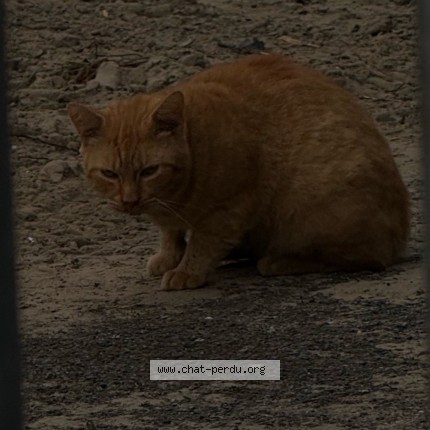 Photo 4/4 Chat trouvé Trouvé à Tourcoing