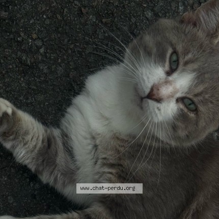 Photo de chat trouvé à Tourcoing