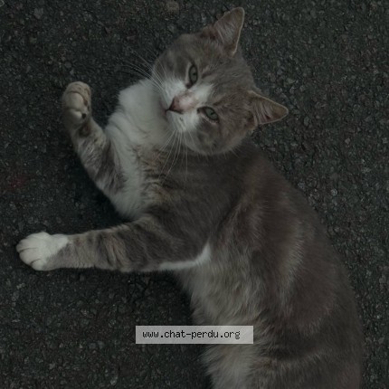 Photo 2/3 Chat trouvé Trouvé à Tourcoing