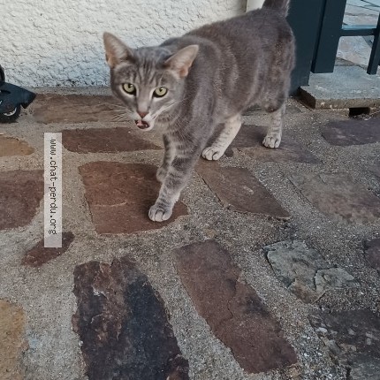 Photo 1/1 Chat trouvé Trouvé à Bouguenais