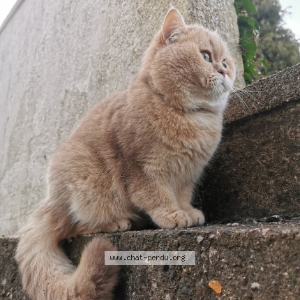 Photo de chat perdu à Bazincourt Sur Epte