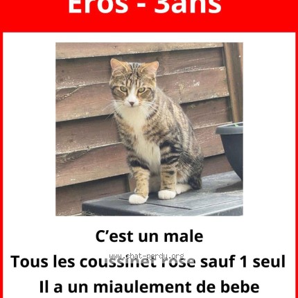 Photo 1/1 Eros Chat perdu à Cadaujac