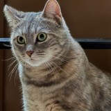 Arya