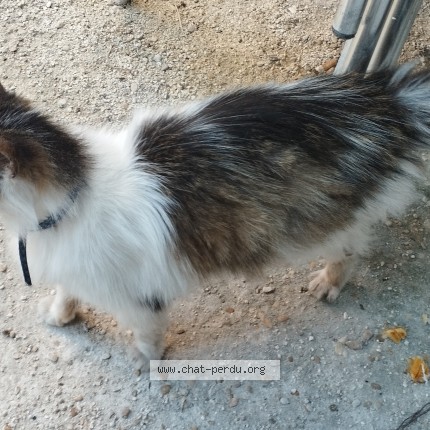 Photo 1/1 Chat trouvé Trouvé à Asnieres Sur Seine